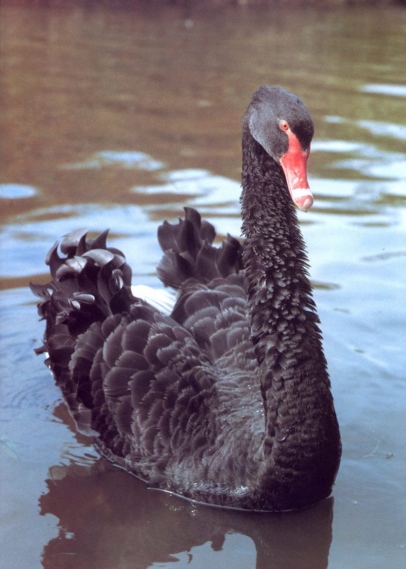 Black Swan (Cygnus atratus) {!--흑고니-->; DISPLAY FULL IMAGE.