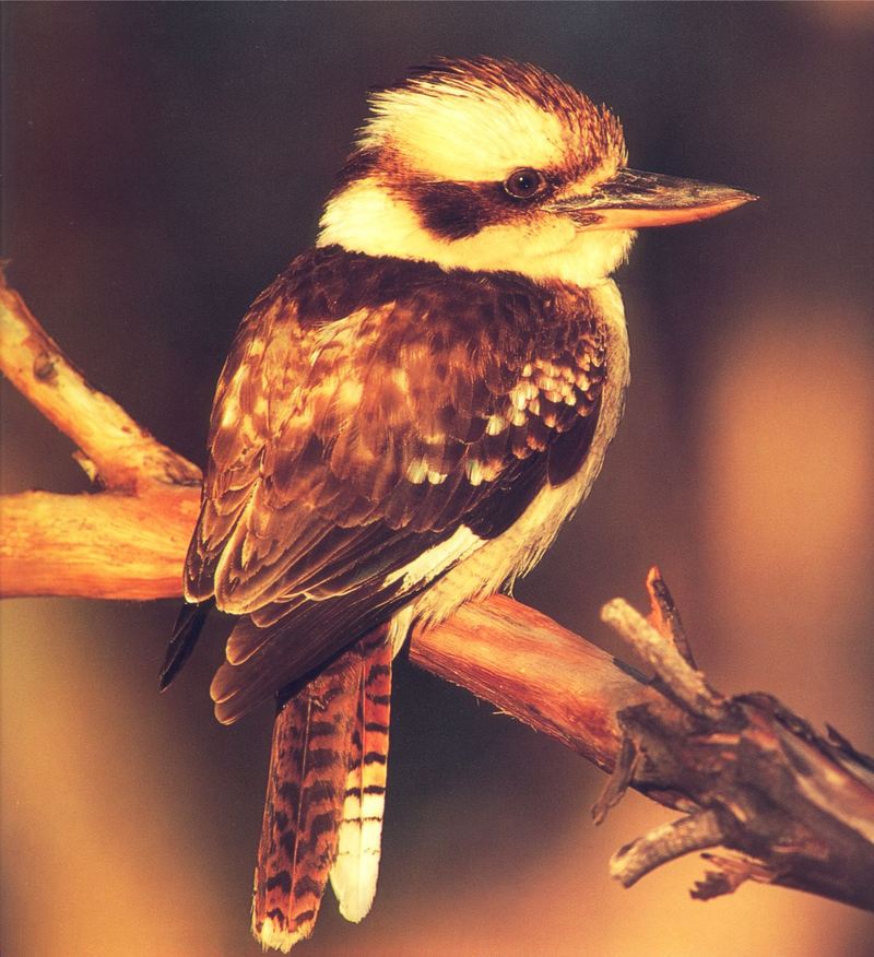 Laughing Kookaburra (Dacelo novaeguineae) {!--웃음물총새-->; DISPLAY FULL IMAGE.