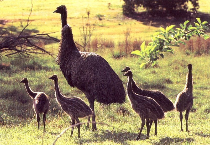 Emu (Dromaius novaehollandiae) {!--에뮤(호주타조)-->; DISPLAY FULL IMAGE.