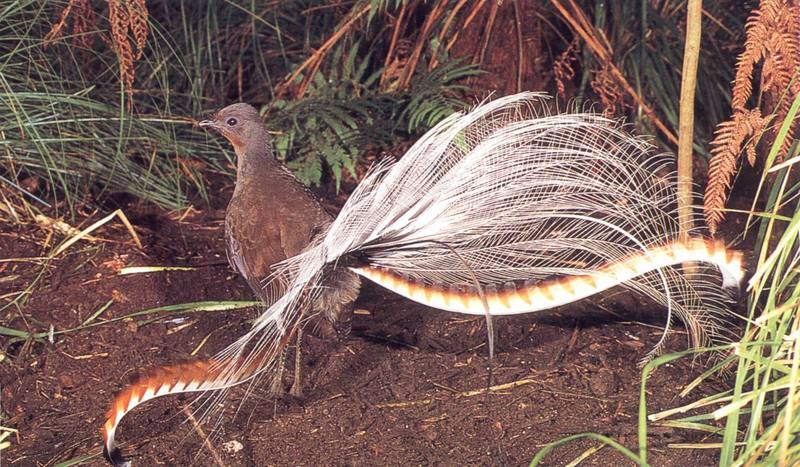 Superb Lyrebird (Menura novaehollandiae) {!--금조(琴鳥)-->; DISPLAY FULL IMAGE.