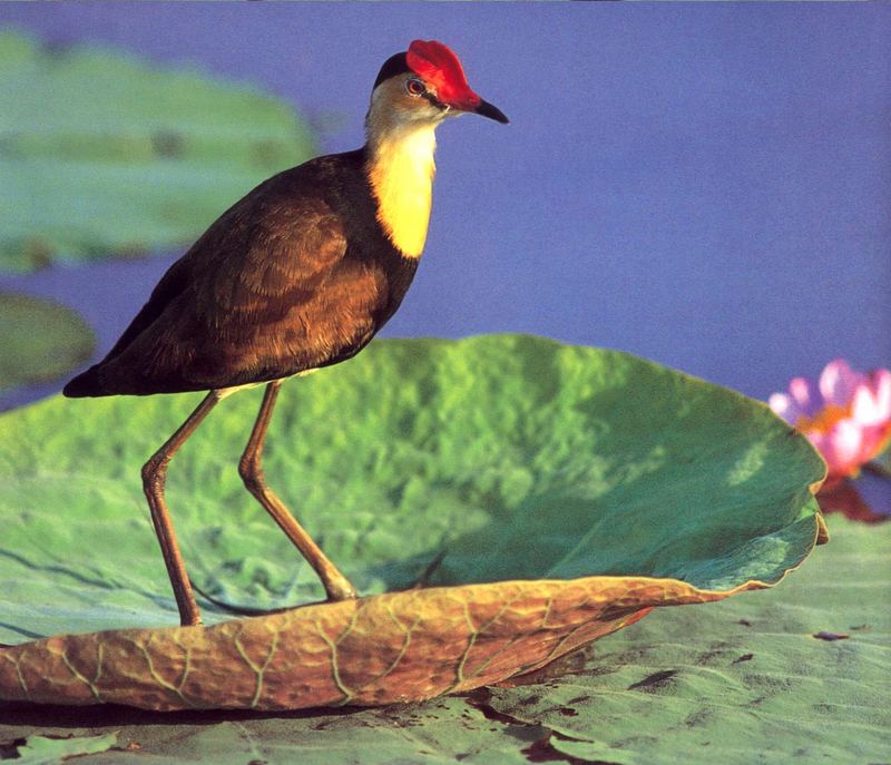 Comb-crested Jacana (Irediparra gallinacea) {!--호주연각-->; DISPLAY FULL IMAGE.