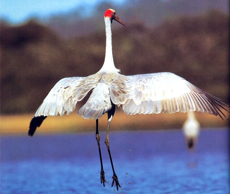 Brolga (Grus rubicunda) {!--호주두루미-->; DISPLAY FULL IMAGE.