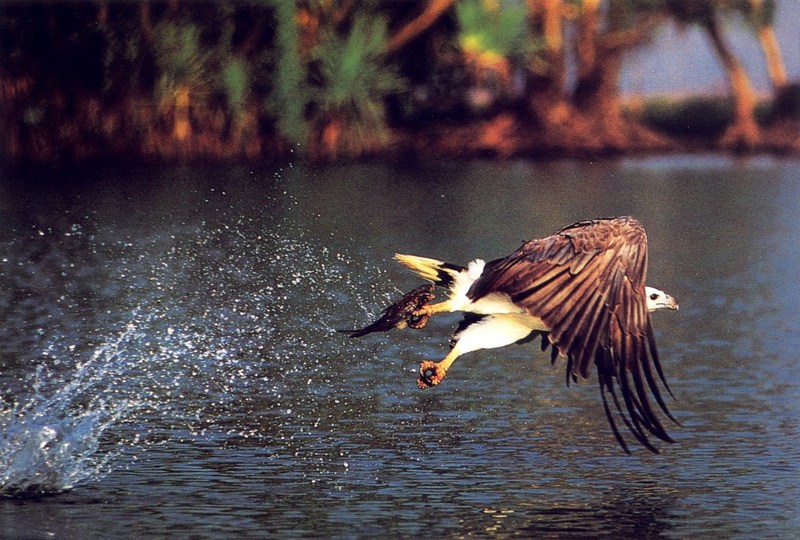 White-bellied Sea-Eagle (Haliaeetus leucogaster) {!--흰배수리-->; DISPLAY FULL IMAGE.