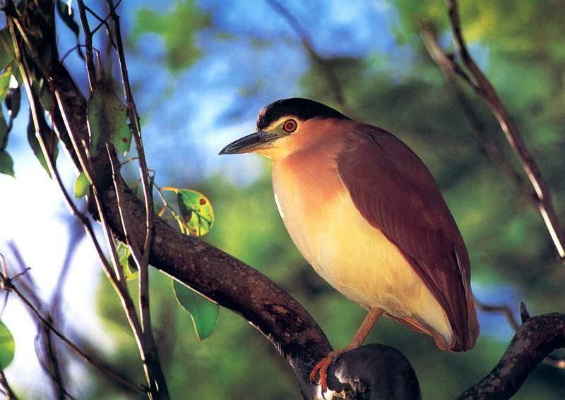 Nankeen Night-heron (Nycticorax caledonicus) {!--뉴칼레도니아붉은해오라기-->; DISPLAY FULL IMAGE.