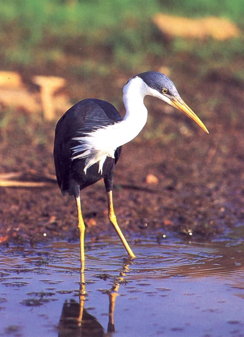 Pied Heron (Ardea picata) {!--호주왜가리-->; DISPLAY FULL IMAGE.