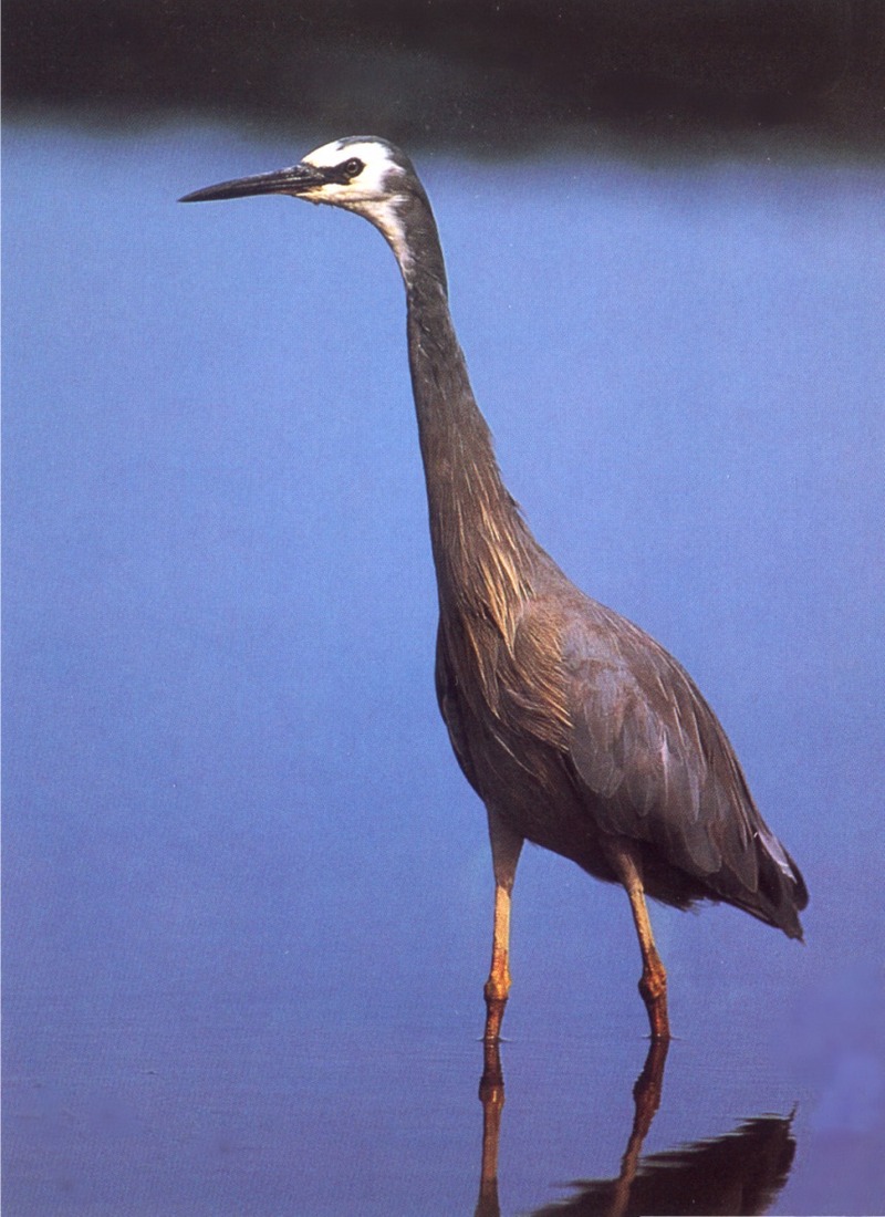 White-faced Heron (Ardea novaehollandiae) {!--(호주)흰뺨왜가리-->; DISPLAY FULL IMAGE.