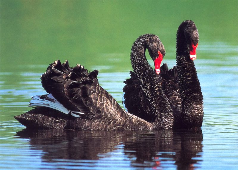 Black Swan (Cygnus atratus) {!--흑고니-->; DISPLAY FULL IMAGE.