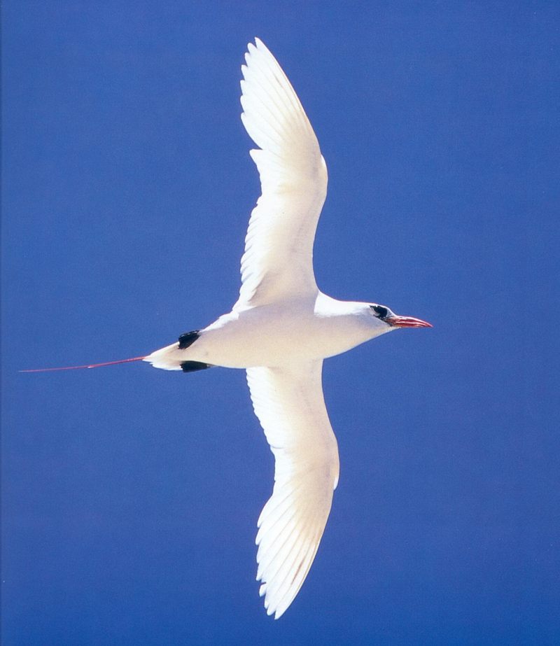 Red-tailed Tropicbird (Phaethon rubricauda) in flight {!--붉은꼬리열대새-->; DISPLAY FULL IMAGE.