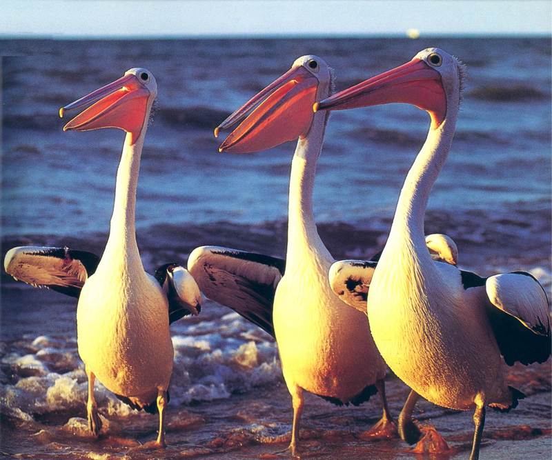 Australian Pelican (Pelecanus conspicillatus) {!--호주사다새-->; DISPLAY FULL IMAGE.
