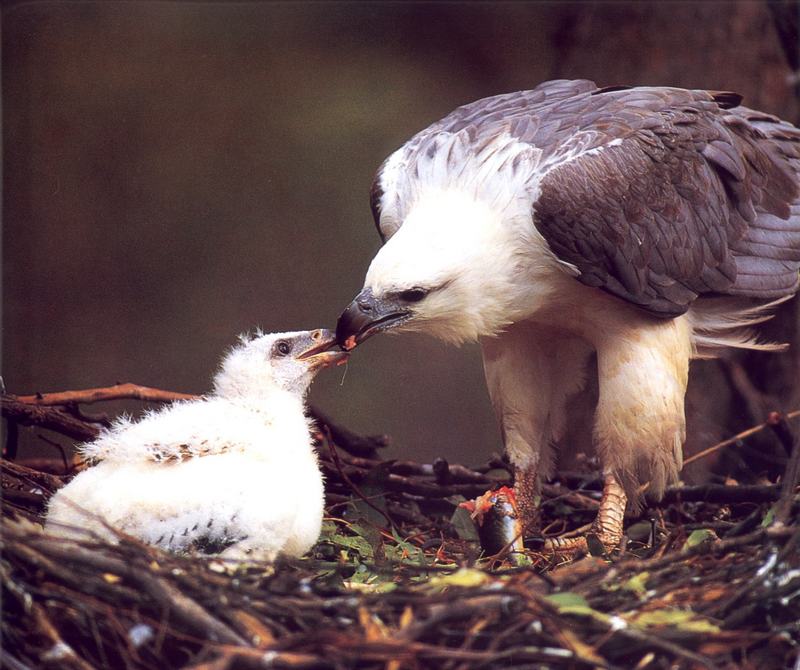 White-bellied Sea-Eagle (Haliaeetus leucogaster) {!--흰배수리-->; DISPLAY FULL IMAGE.