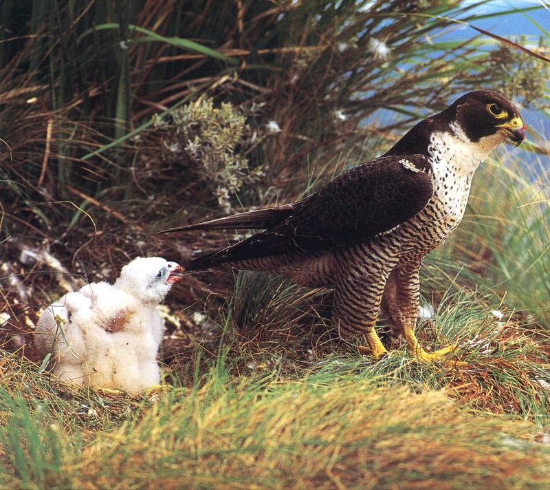 Peregrine Falcon (Falco peregrinus) chick {!--매(송골매)-->; DISPLAY FULL IMAGE.
