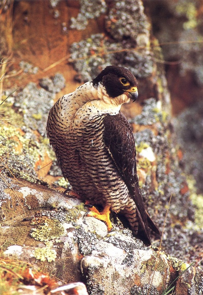 Peregrine Falcon (Falco peregrinus) {!--매(송골매)-->; DISPLAY FULL IMAGE.
