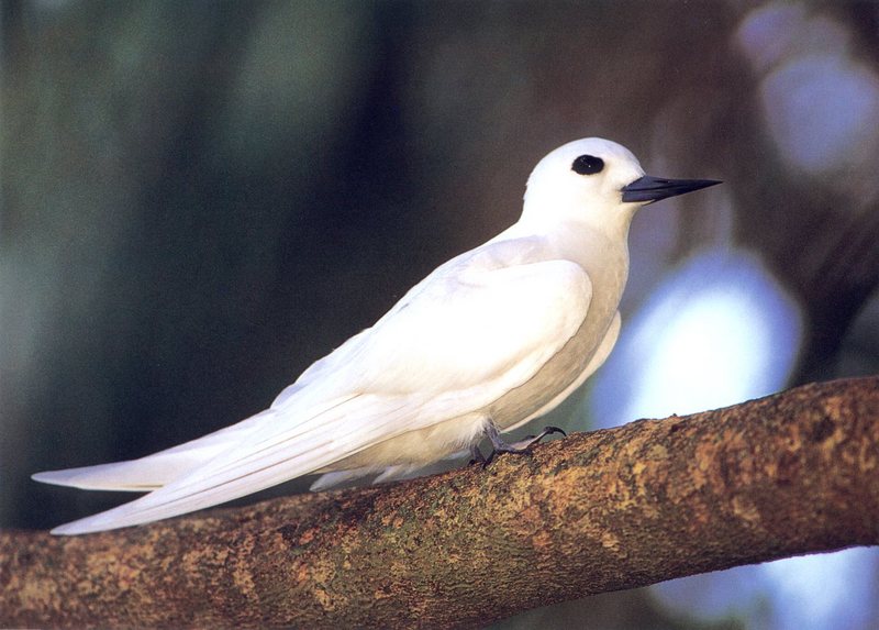 White Tern (Gygis alba) {!--흰제비갈매기-->; DISPLAY FULL IMAGE.