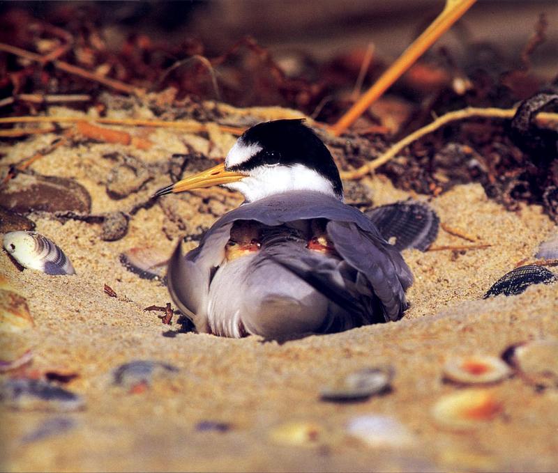 Little Tern (Sterna albifrons) {!--쇠제비갈매기-->; DISPLAY FULL IMAGE.