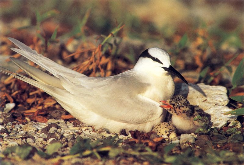 Black-naped Tern (Sterna sumatrana) {!--검은눈썹제비갈매기-->; DISPLAY FULL IMAGE.