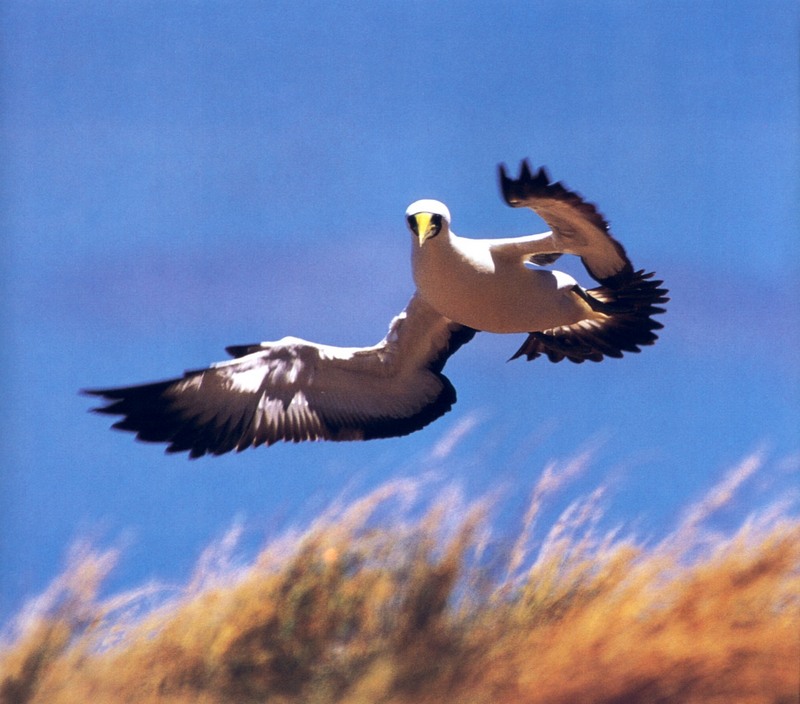 Masked Booby pair (Sula dactylatra) {!--가면부비-->; DISPLAY FULL IMAGE.