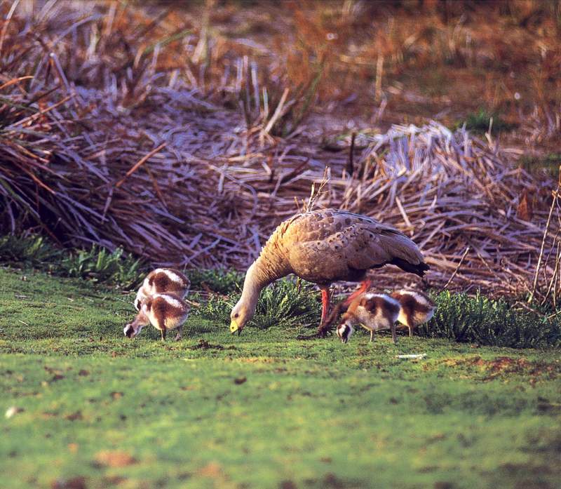 Cape Barren Goose (Cereopsis novaehollandiae) {!--호주거위-->; DISPLAY FULL IMAGE.