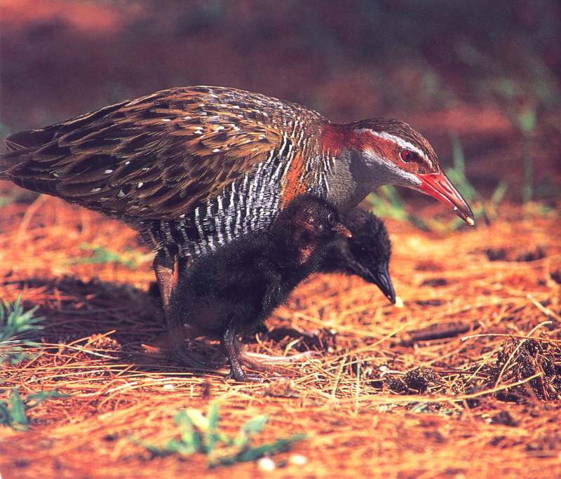 Buff-banded Rail (Rallus philippensis) {!--필리핀뜸부기-->; DISPLAY FULL IMAGE.