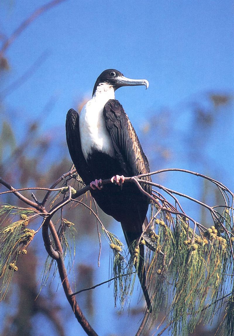 Great Frigatebird (Fregata minor) {!--큰군함조-->; DISPLAY FULL IMAGE.