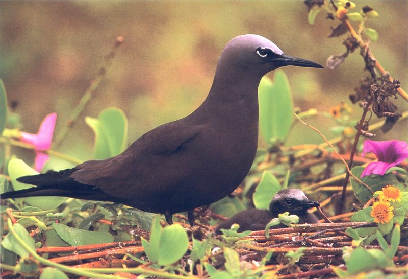 Brown Noddy (Anous stolidus) {!--갈색꼬마제비갈매기-->; DISPLAY FULL IMAGE.