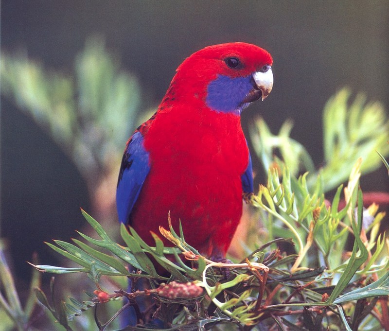 Crimson Rosella (Platycercus elegans) {!--심홍장미앵무-->; DISPLAY FULL IMAGE.