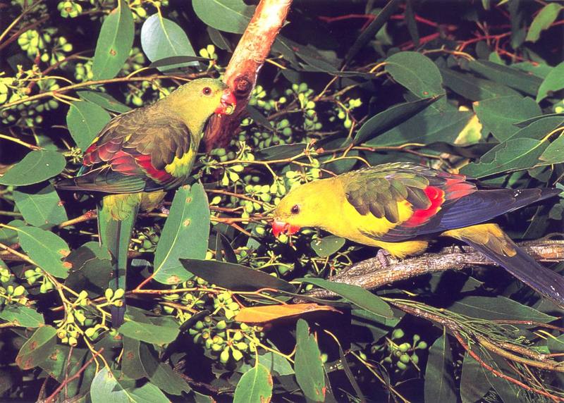 Scaly-breasted Lorikeet (Trichoglossus chlorolepidotus) {!--(호주)비늘앵무-->; DISPLAY FULL IMAGE.