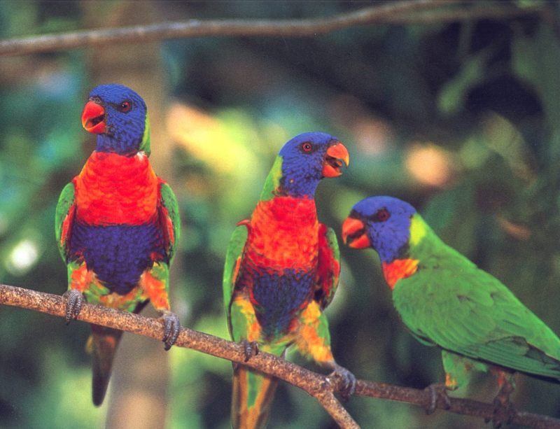 Rainbow Lorikeet (Trichoglossus haematodus) {!--무지개진홍앵무-->; DISPLAY FULL IMAGE.