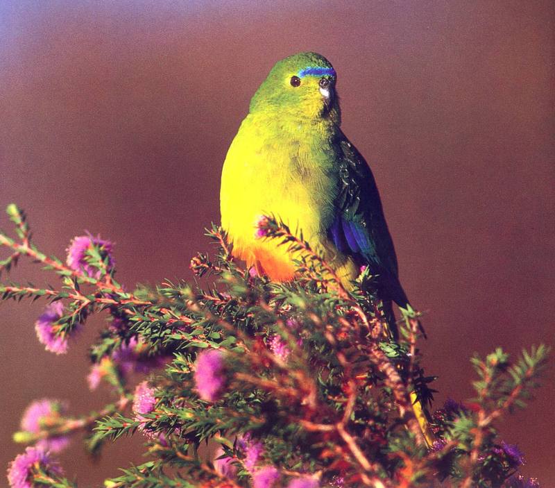 Orange-bellied Parrot (Neophema chrysogaster) {!--오렌지배꼽앵무-->; DISPLAY FULL IMAGE.