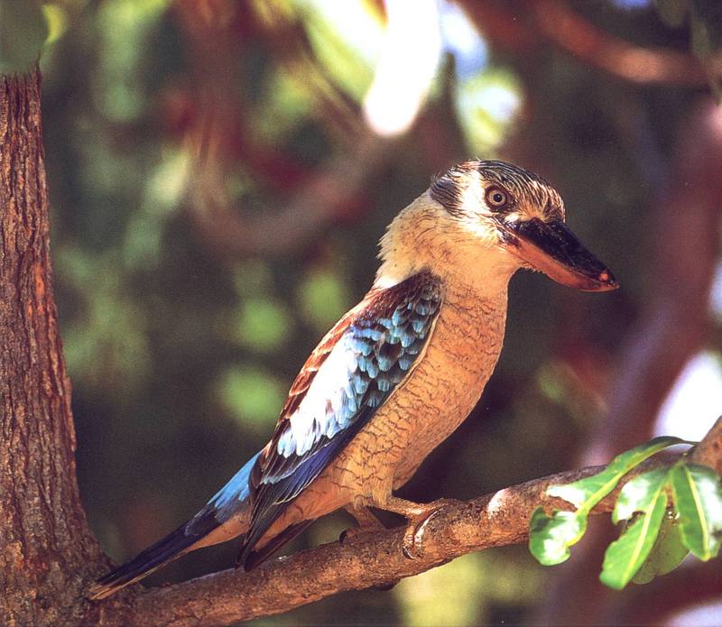 Blue-winged Kookaburra (Dacelo leachii) {!--푸른죽지웃음물총새-->; DISPLAY FULL IMAGE.