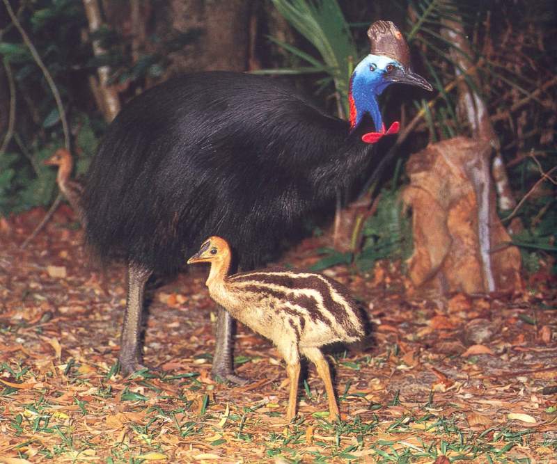 Southern Cassowary (Casuarius casuarius) {!--남방화식조(南方火食鳥)-->; DISPLAY FULL IMAGE.