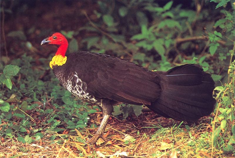 Australian Brush-turkey (Alectura lathami) {!--호주숲칠면조-->; DISPLAY FULL IMAGE.