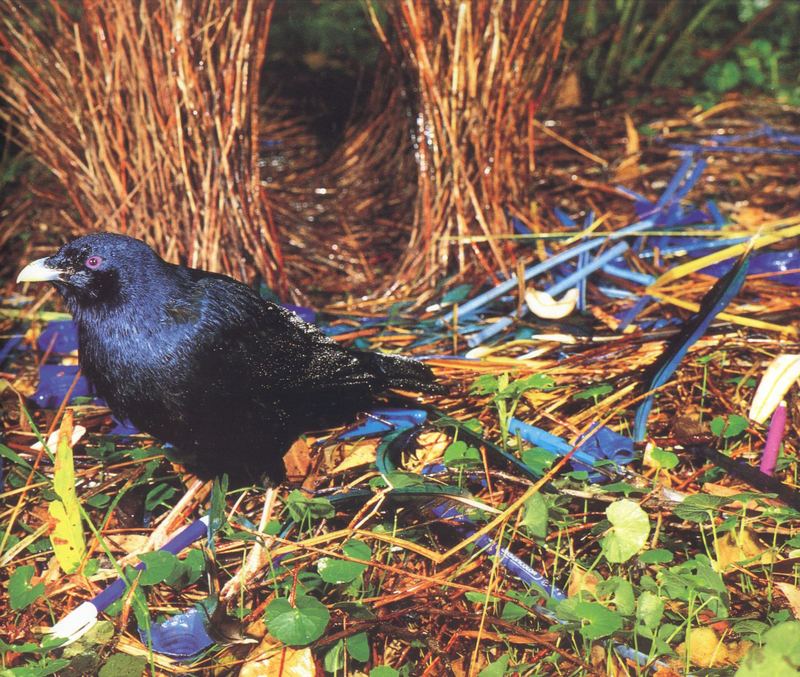 Satin Bowerbird (Ptilonorhynchus violaceus) {!--공단집짓기새(청풍조)-->; DISPLAY FULL IMAGE.