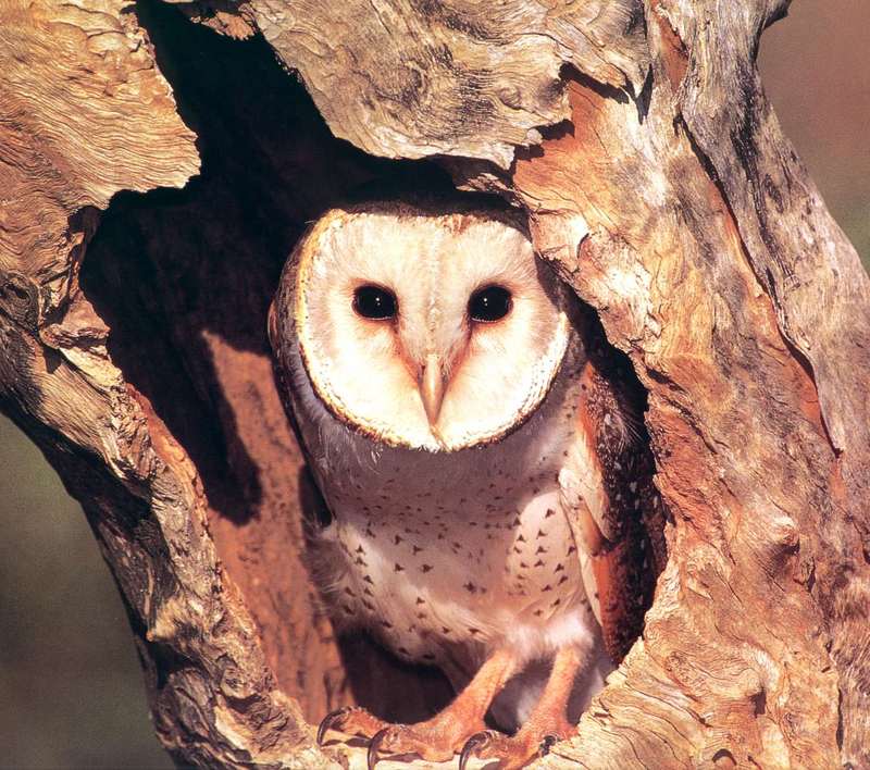 Barn Owl (Tyto alba) {!--가면올빼미-->; DISPLAY FULL IMAGE.