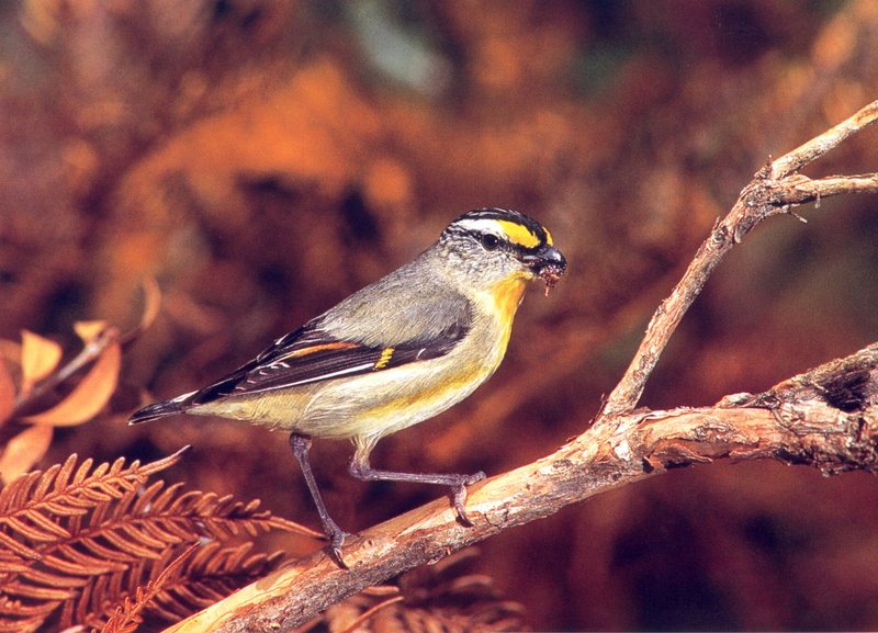 Striated Pardalote (Pardalotus striatus) {!--노란눈썹보석새-->; DISPLAY FULL IMAGE.