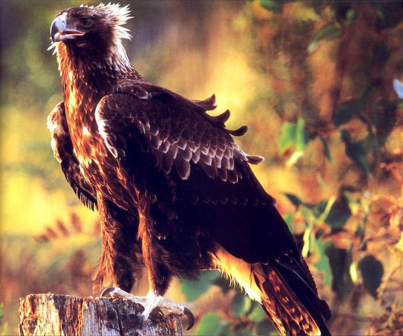 Wedge-tailed Eagle (Aquila audax) {!--쐐기꼬리수리-->; DISPLAY FULL IMAGE.