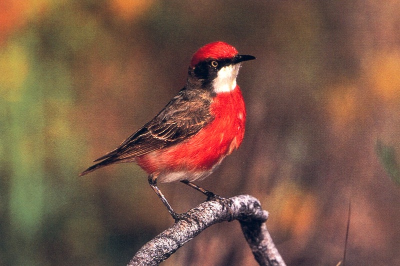 Crimson Chat (Epthianura tricolor) {!--삼색꿀빨기새-->; DISPLAY FULL IMAGE.