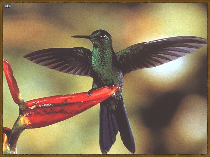 Green-crowned Brilliant Hummingbird (Heliodoxa jacula) {!--청관벌새-->; DISPLAY FULL IMAGE.