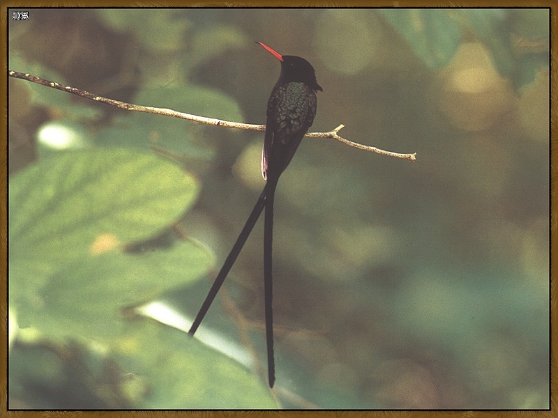 Red-billed Streamertail (Trochilus polytmus) {!--붉은부리가위꼬리벌새-->; DISPLAY FULL IMAGE.