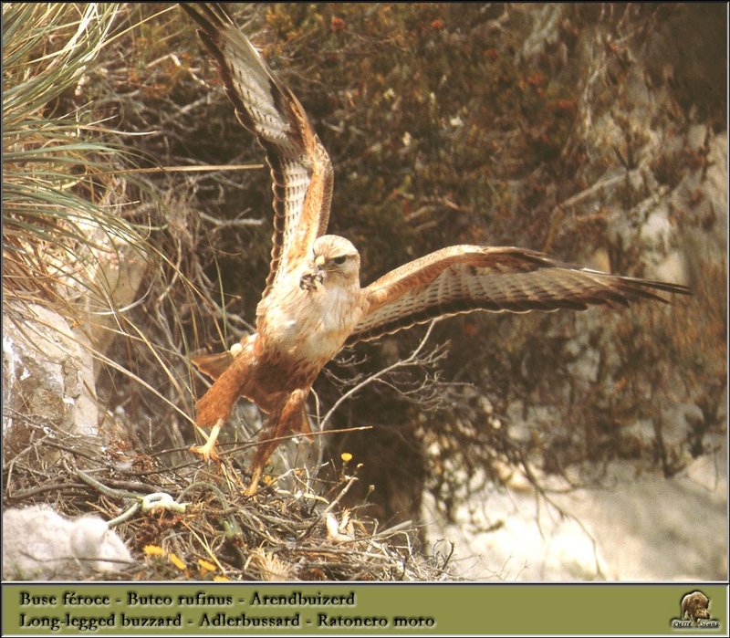 Long-legged Buzzard (Buteo rufinus) {!--유럽큰말똥가리-->; DISPLAY FULL IMAGE.