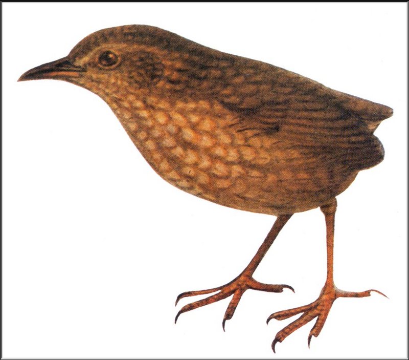 [Extinct Animals] Stephen Island Wren (Xenicus lyalli) {!--스티븐섬굴뚝새-->; DISPLAY FULL IMAGE.