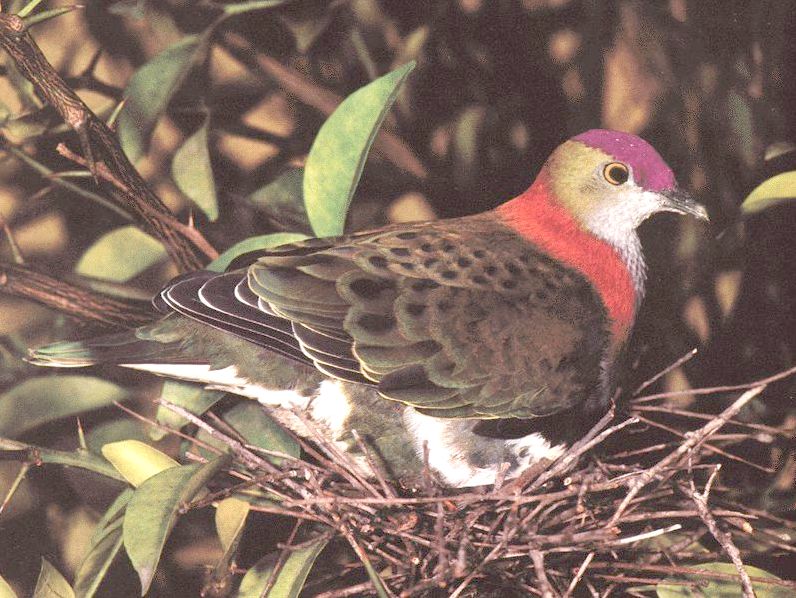 Dove?; DISPLAY FULL IMAGE.