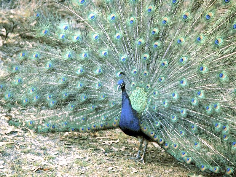 Indian Blue Peafowl - blue peafowl (Pavo cristatus); DISPLAY FULL IMAGE.