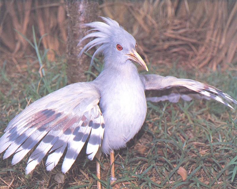 Kagu (Rhynochetos jubatus) {!--카구-->; DISPLAY FULL IMAGE.