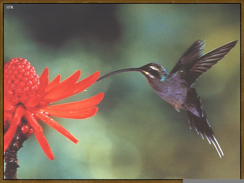 Green Hermit Hummingbird (Phaethornis guy); DISPLAY FULL IMAGE.