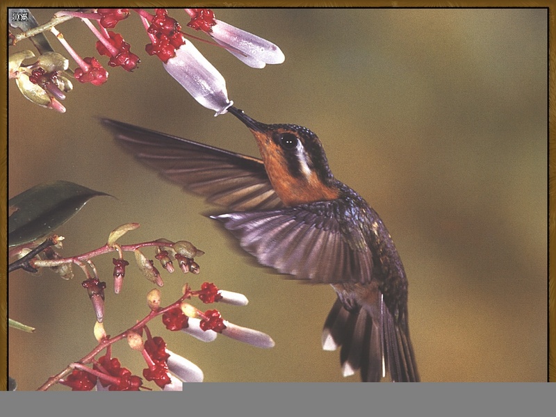 Purple-throated mountain-gem (Lampornis calolaema) {!--청관보석벌새-->; DISPLAY FULL IMAGE.