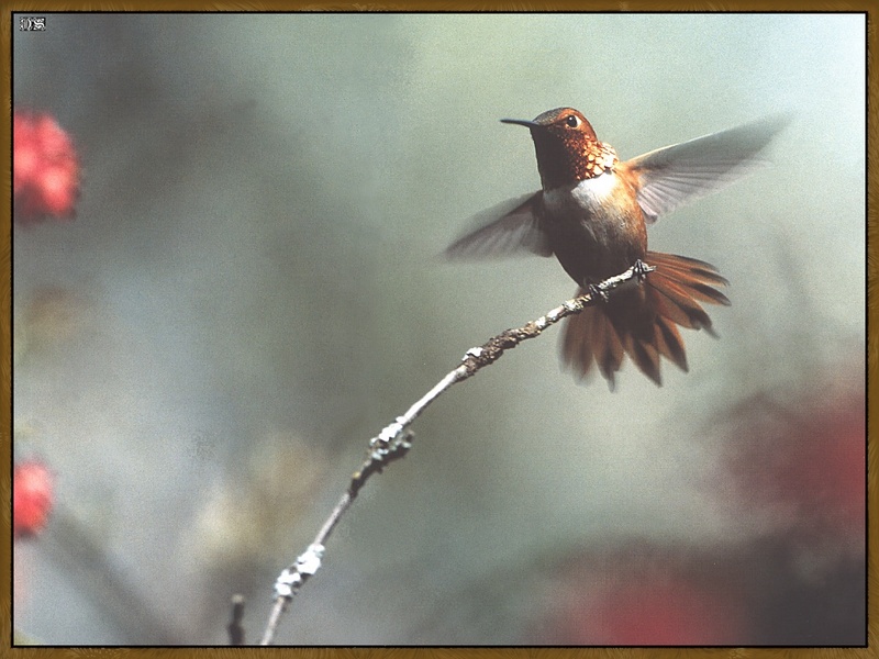 Rufous Hummingbird (Selasphorus rufus) {!--갈색벌새-->; DISPLAY FULL IMAGE.