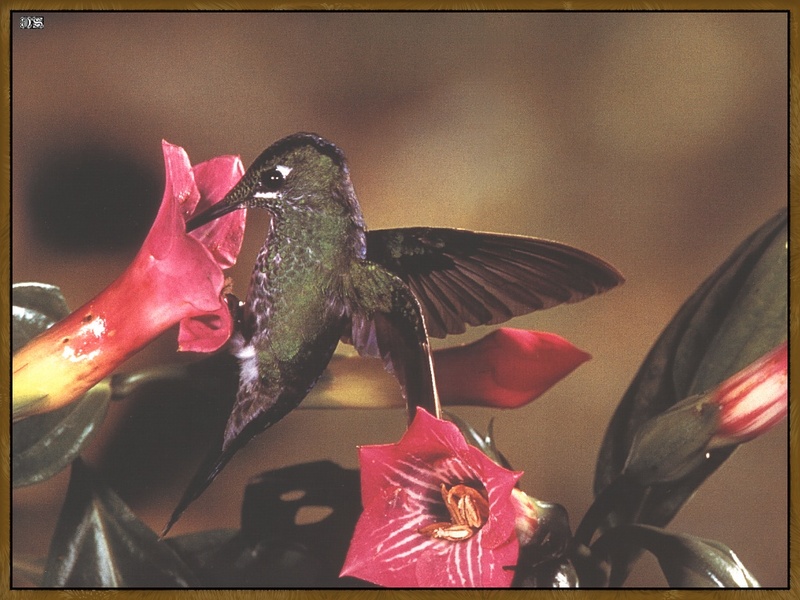 Green-crowned Brilliant Hummingbird (Heliodoxa jacula) {!--청관벌새-->; DISPLAY FULL IMAGE.