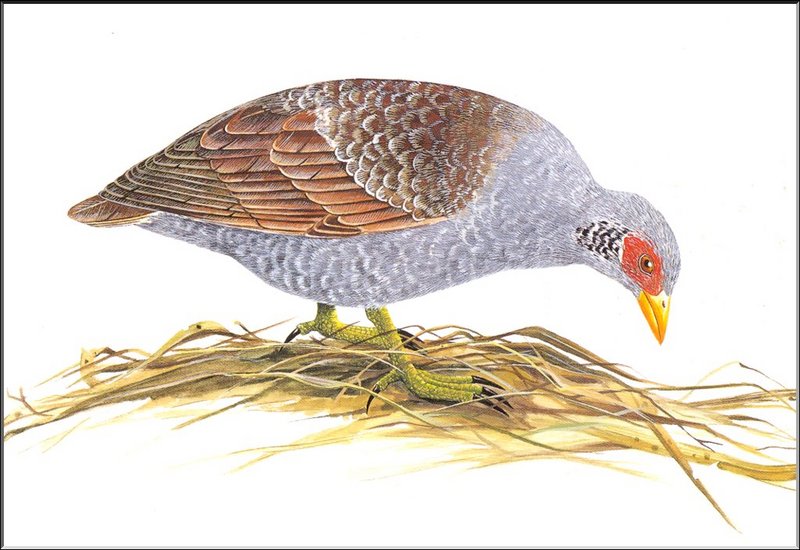 [Extinct Animals] Scrubfowl (Megapodius molistructor); DISPLAY FULL IMAGE.