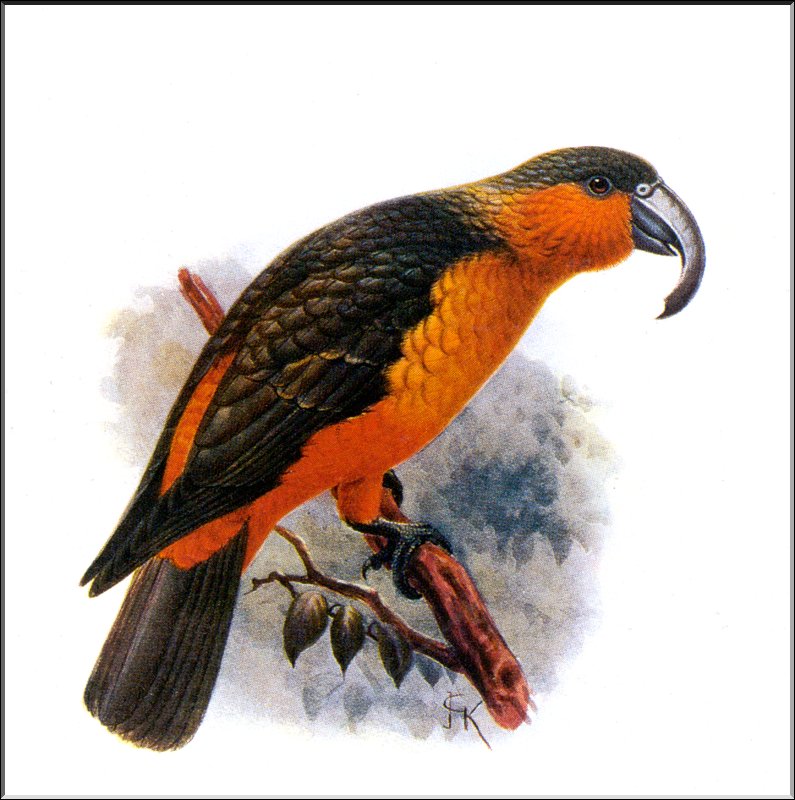 [Extinct Animals] Norfolk Island Kaka (Nestor productus) {!--노포크카카-->; DISPLAY FULL IMAGE.