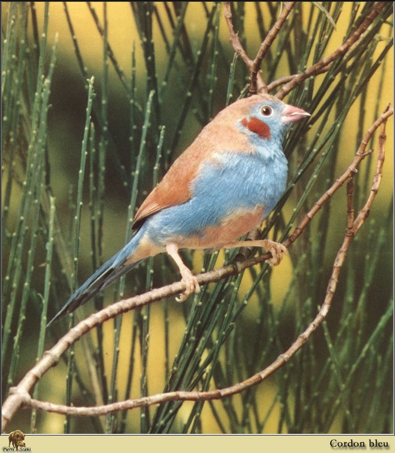 Red-cheeked Cordon-bleu (Uraeginthus bengalus) {!--청휘조,붉은볼방울새,??????梅花雀-->; DISPLAY FULL IMAGE.